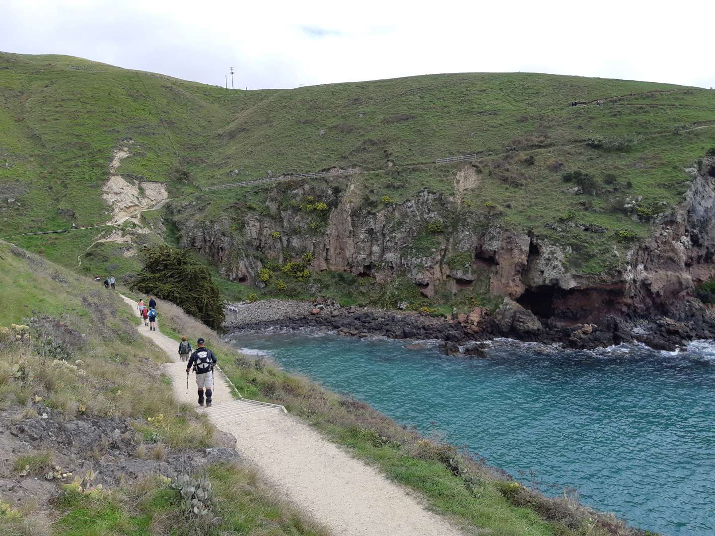 Guided walking tour of Godley Head